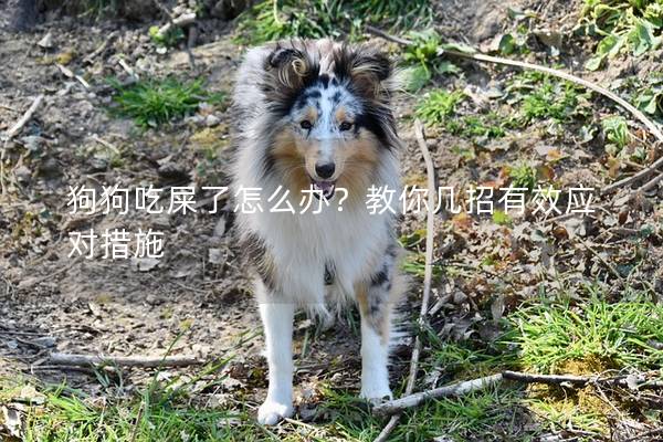 狗狗吃屎了怎么办？教你几招有效应对措施