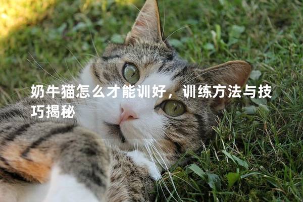 奶牛猫怎么才能训好，训练方法与技巧揭秘