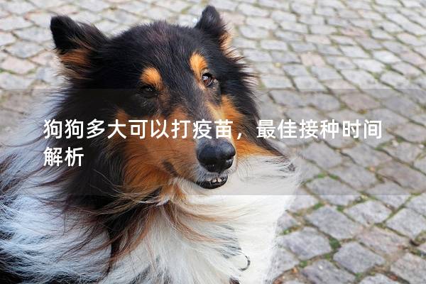 狗狗多大可以打疫苗，最佳接种时间解析