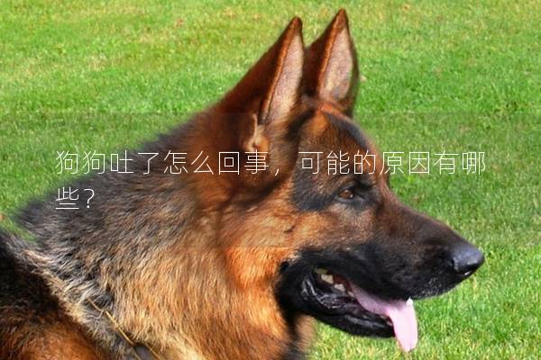 狗狗吐了怎么回事，可能的原因有哪些？