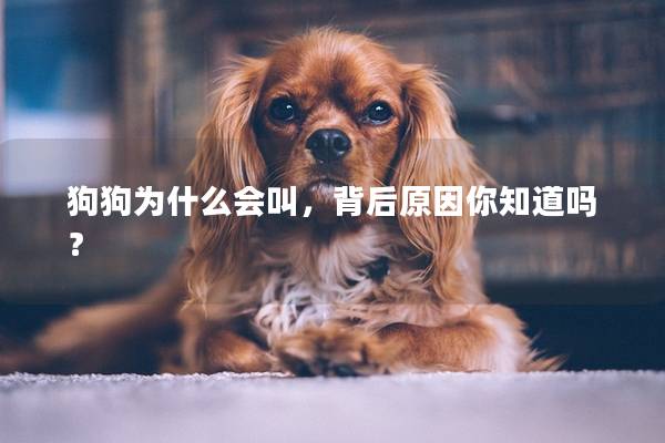 狗狗为什么会叫，背后原因你知道吗？
