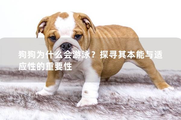 狗狗为什么会游泳？探寻其本能与适应性的重要性