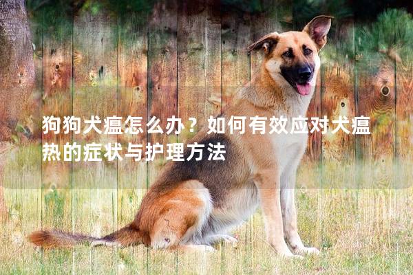 狗狗犬瘟怎么办？如何有效应对犬瘟热的症状与护理方法