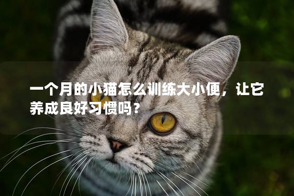 一个月的小猫怎么训练大小便，让它养成良好习惯吗？