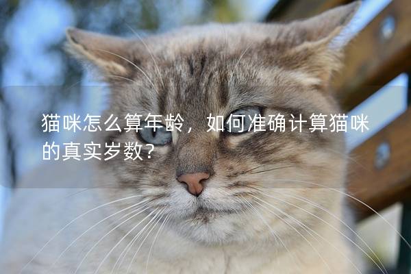 猫咪怎么算年龄，如何准确计算猫咪的真实岁数？