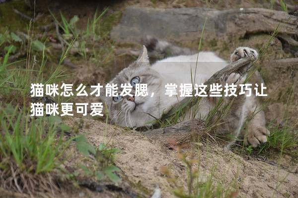 猫咪怎么才能发腮，掌握这些技巧让猫咪更可爱