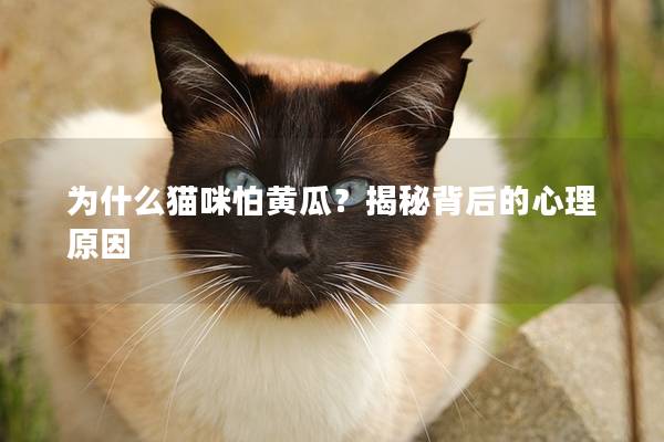 为什么猫咪怕黄瓜？揭秘背后的心理原因