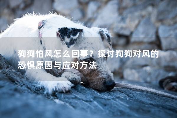狗狗怕风怎么回事？探讨狗狗对风的恐惧原因与应对方法
