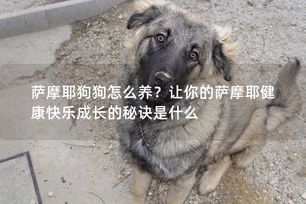 萨摩耶狗狗怎么养？让你的萨摩耶健康快乐成长的秘诀是什么