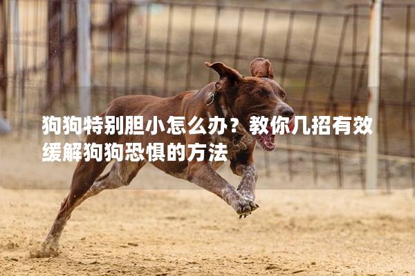 狗狗特别胆小怎么办？教你几招有效缓解狗狗恐惧的方法
