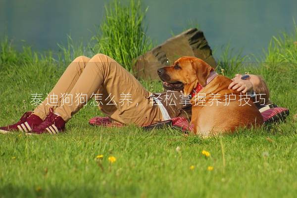 泰迪狗狗怎么养，轻松掌握养护技巧