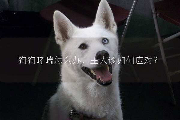 狗狗哮喘怎么办，主人该如何应对？