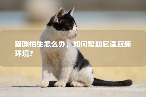 猫咪怕生怎么办，如何帮助它适应新环境？