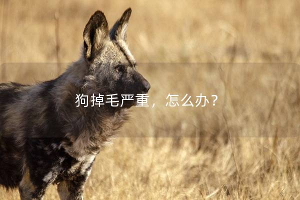 狗掉毛严重，怎么办？