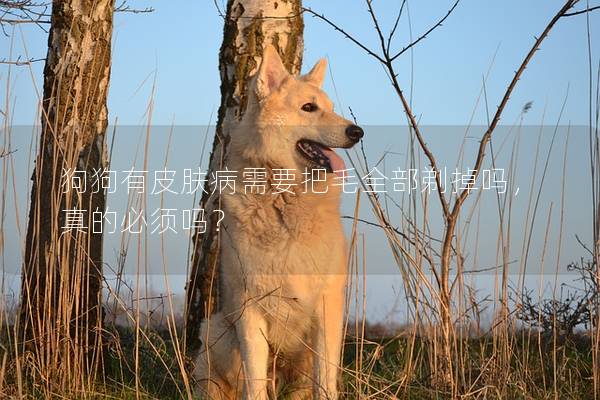狗狗有皮肤病需要把毛全部剃掉吗，真的必须吗？