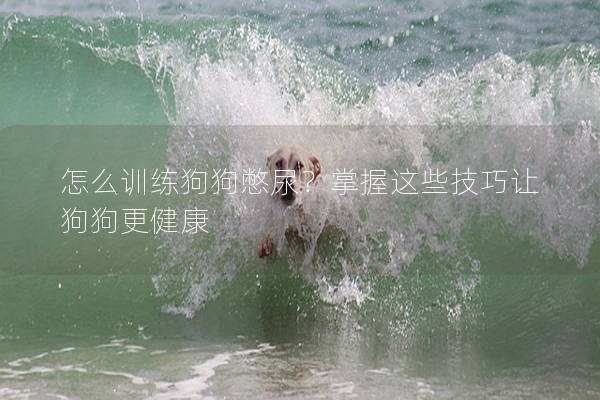 怎么训练狗狗憋尿？掌握这些技巧让狗狗更健康