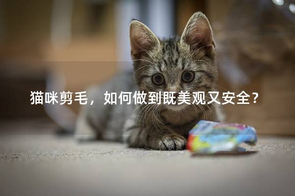 猫咪剪毛，如何做到既美观又安全？