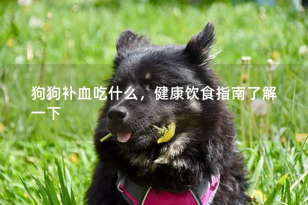 狗狗补血吃什么，健康饮食指南了解一下