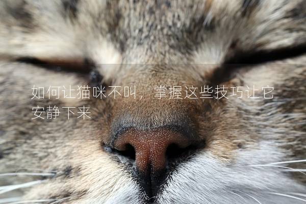 如何让猫咪不叫，掌握这些技巧让它安静下来