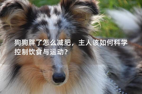 狗狗胖了怎么减肥，主人该如何科学控制饮食与运动？