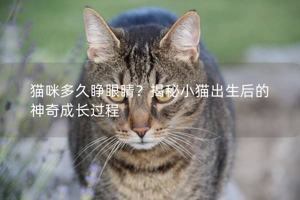 猫咪多久睁眼睛？揭秘小猫出生后的神奇成长过程
