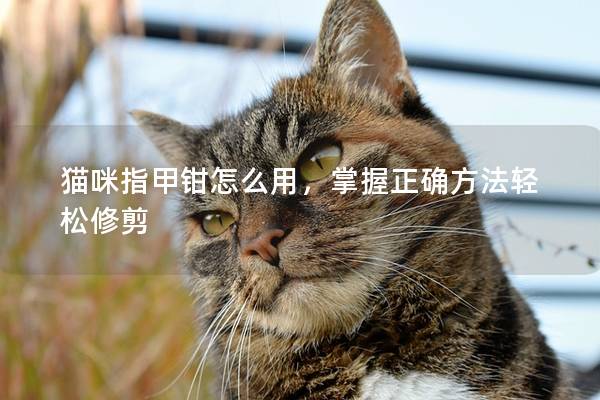 猫咪指甲钳怎么用，掌握正确方法轻松修剪