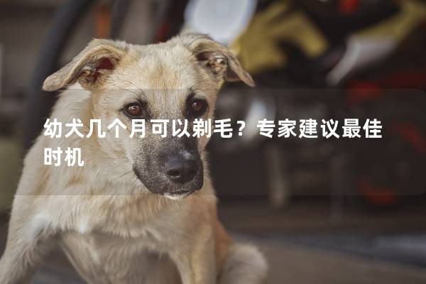 幼犬几个月可以剃毛？专家建议最佳时机