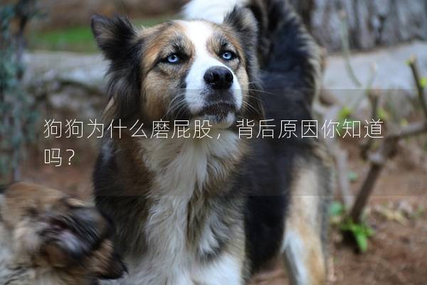 狗狗为什么磨屁股，背后原因你知道吗？