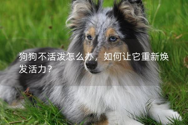 狗狗不活泼怎么办，如何让它重新焕发活力？