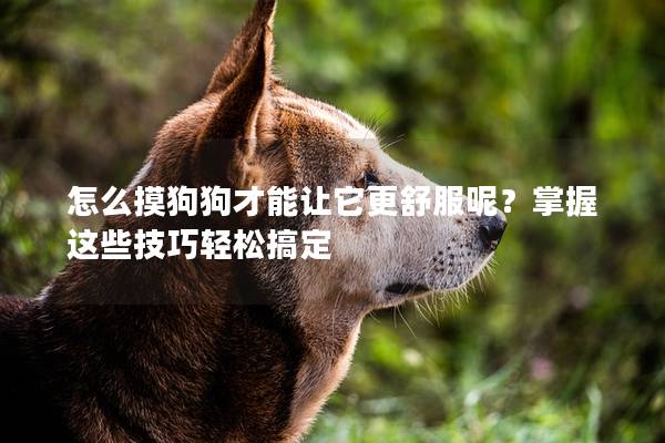 怎么摸狗狗才能让它更舒服呢？掌握这些技巧轻松搞定