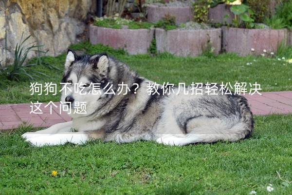 狗狗不吃怎么办？教你几招轻松解决这个问题