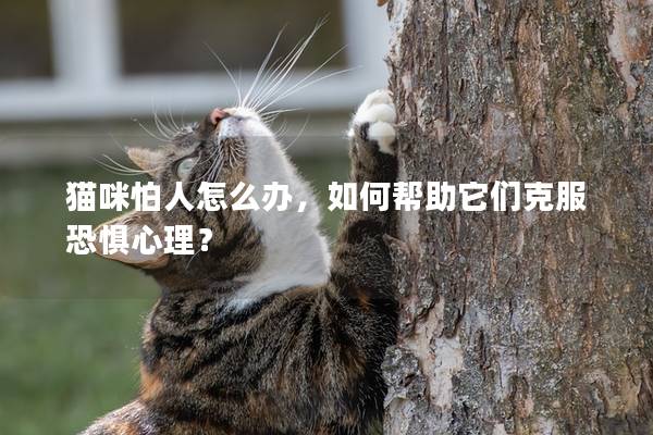 猫咪怕人怎么办，如何帮助它们克服恐惧心理？