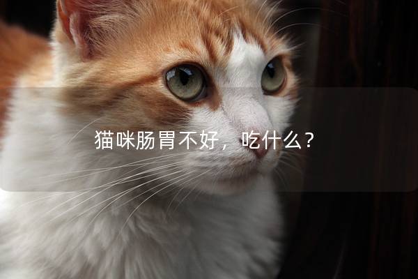 猫咪肠胃不好，吃什么？