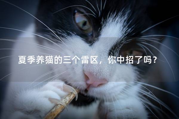 夏季养猫的三个雷区，你中招了吗？