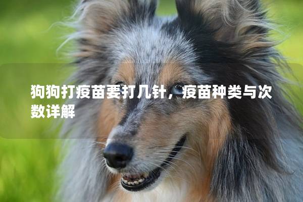 狗狗打疫苗要打几针，疫苗种类与次数详解