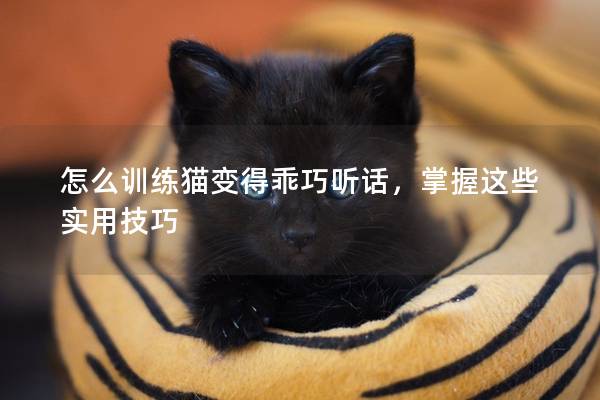 怎么训练猫变得乖巧听话，掌握这些实用技巧