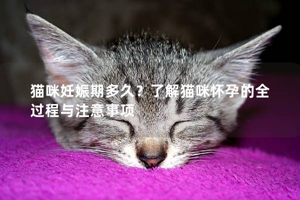 猫咪妊娠期多久？了解猫咪怀孕的全过程与注意事项