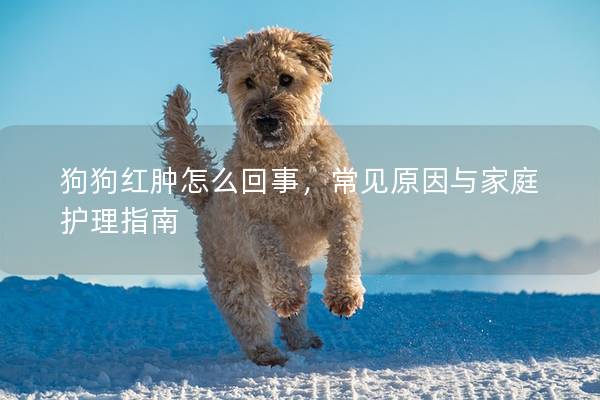 狗狗红肿怎么回事，常见原因与家庭护理指南