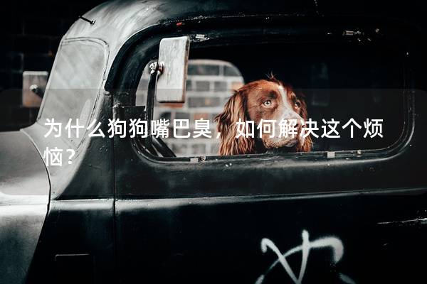 为什么狗狗嘴巴臭，如何解决这个烦恼？