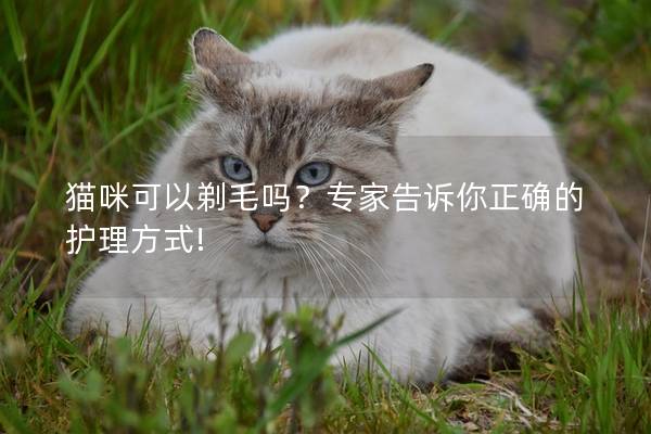 猫咪可以剃毛吗？专家告诉你正确的护理方式!