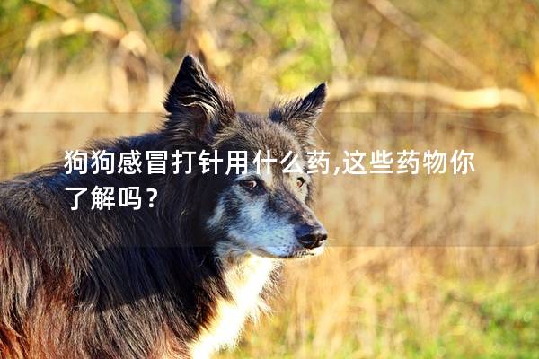 狗狗感冒打针用什么药,这些药物你了解吗？