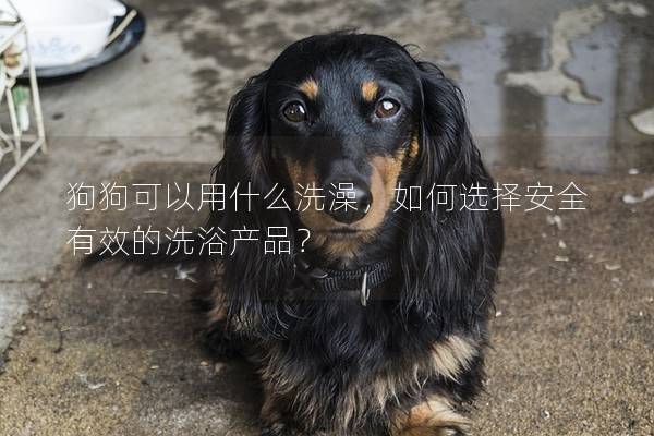 狗狗可以用什么洗澡，如何选择安全有效的洗浴产品？