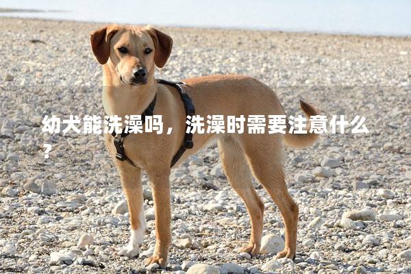幼犬能洗澡吗，洗澡时需要注意什么？