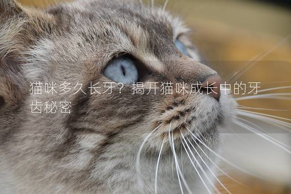 猫咪多久长牙？揭开猫咪成长中的牙齿秘密