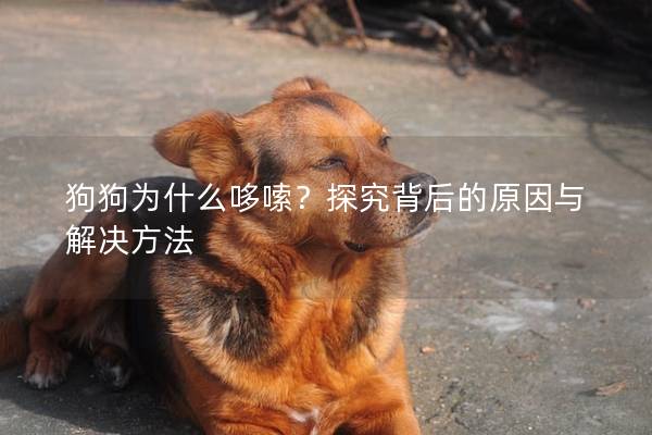 狗狗为什么哆嗦？探究背后的原因与解决方法