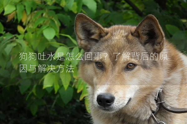 狗狗吐水是怎么回事？了解背后的原因与解决方法