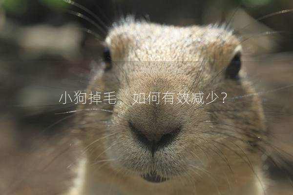 小狗掉毛，如何有效减少？