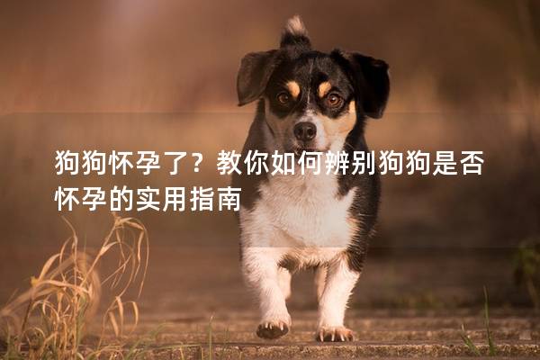 狗狗怀孕了？教你如何辨别狗狗是否怀孕的实用指南