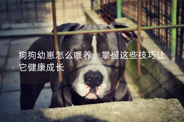 狗狗幼崽怎么喂养，掌握这些技巧让它健康成长