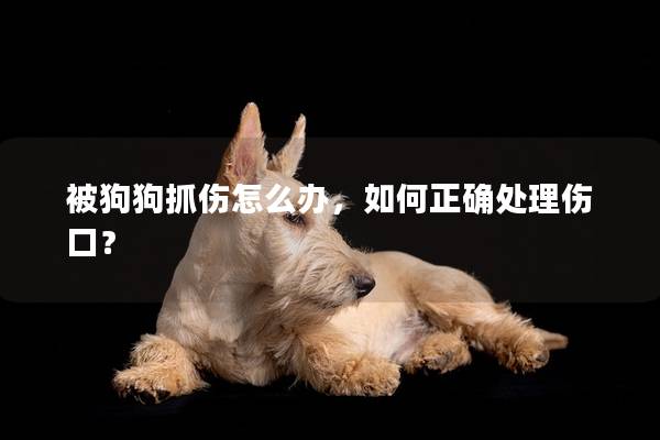 被狗狗抓伤怎么办，如何正确处理伤口？